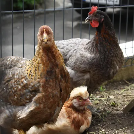 Appartement S'lena Haeusle