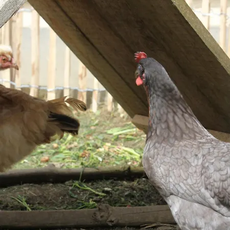 Appartement S'lena Haeusle *