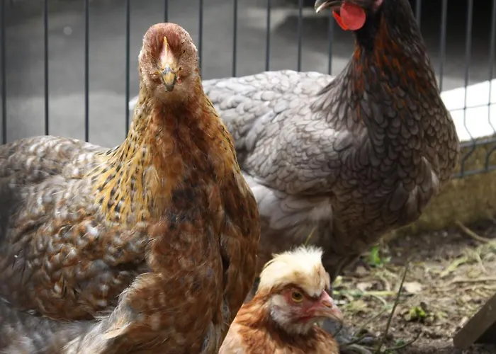 Lägenhet S'lena Haeusle